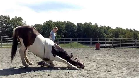 horse lays down when riding
